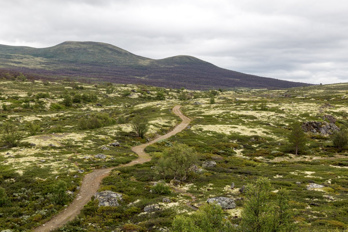 Dovrefjell