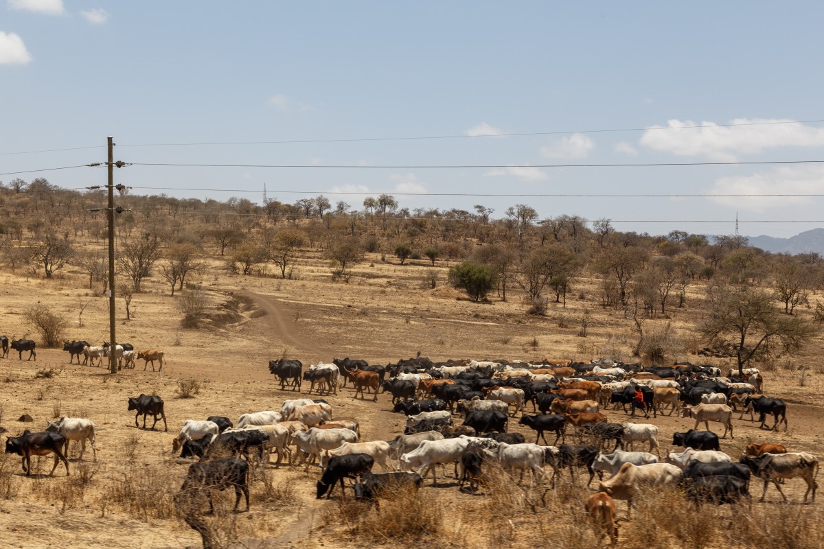 Viehherde der Massai