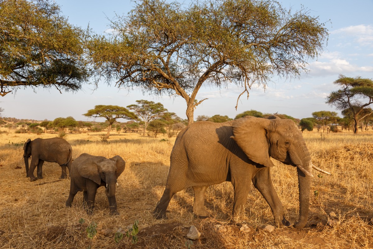 Elefanten im Tarangire National Park