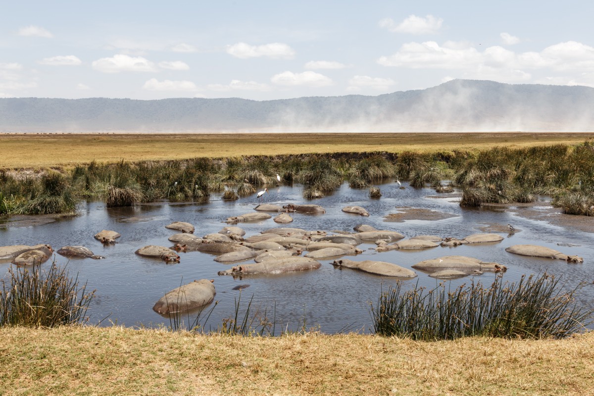 Nilpferde im Ngorongoro-Krater