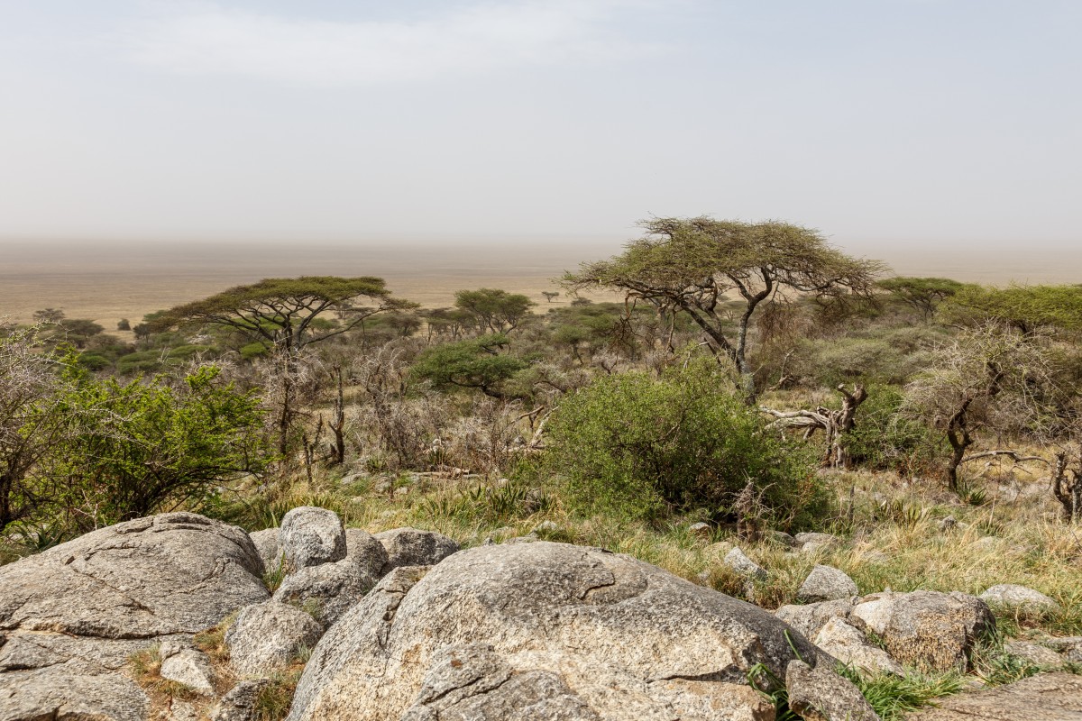 Panorama auf den Serengeti National Park