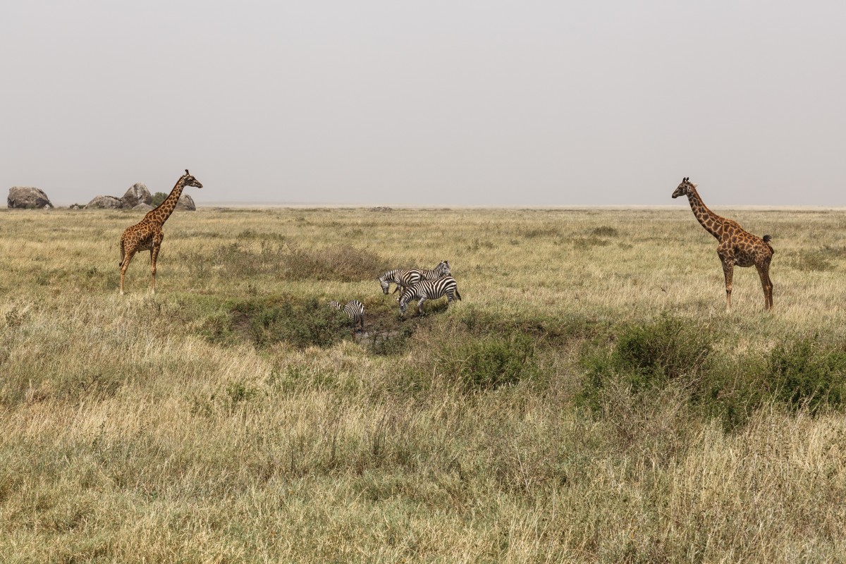 Giraffen und Zebras im Serengeti National Park