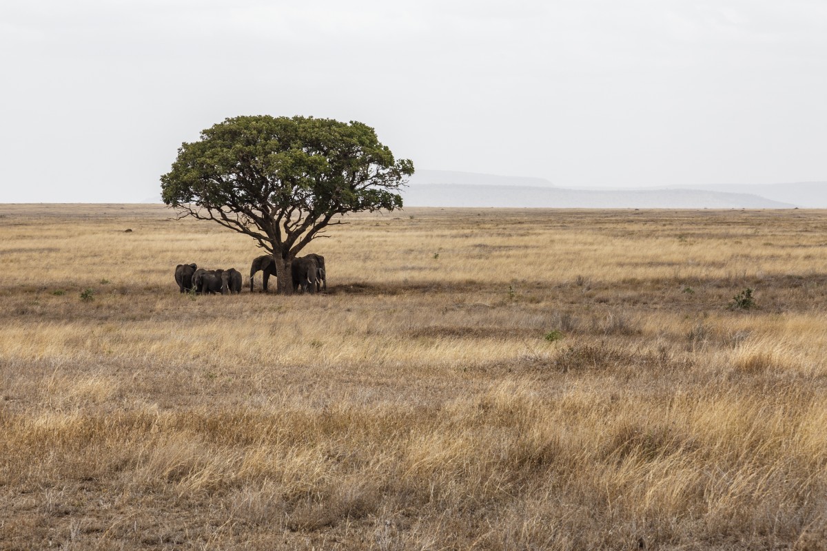 Elefanten im Serengeti National Park