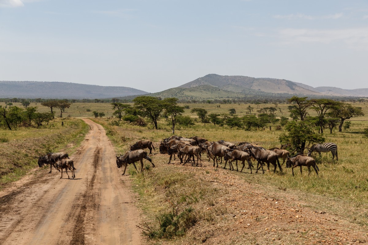 Büffel im Serengeti National Park