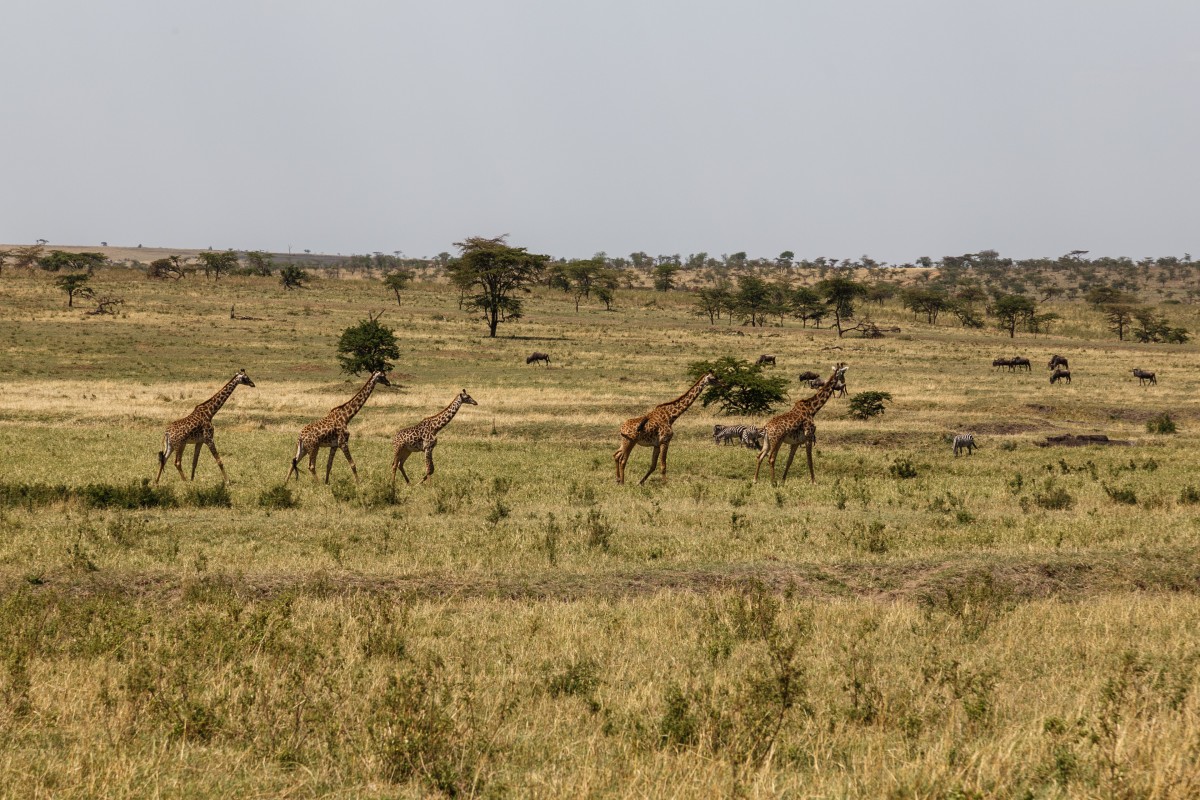 Giraffen im Serengeti National Park