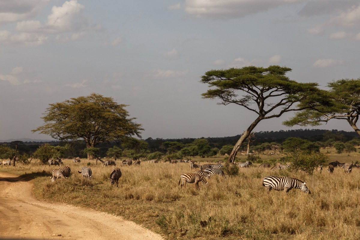 Zebras im Serengeti National Park