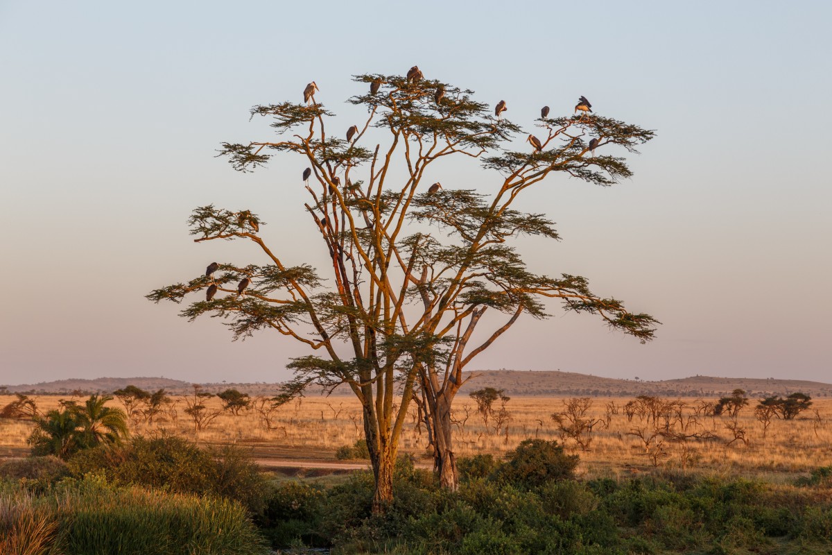 Vögel im Serengeti National Park