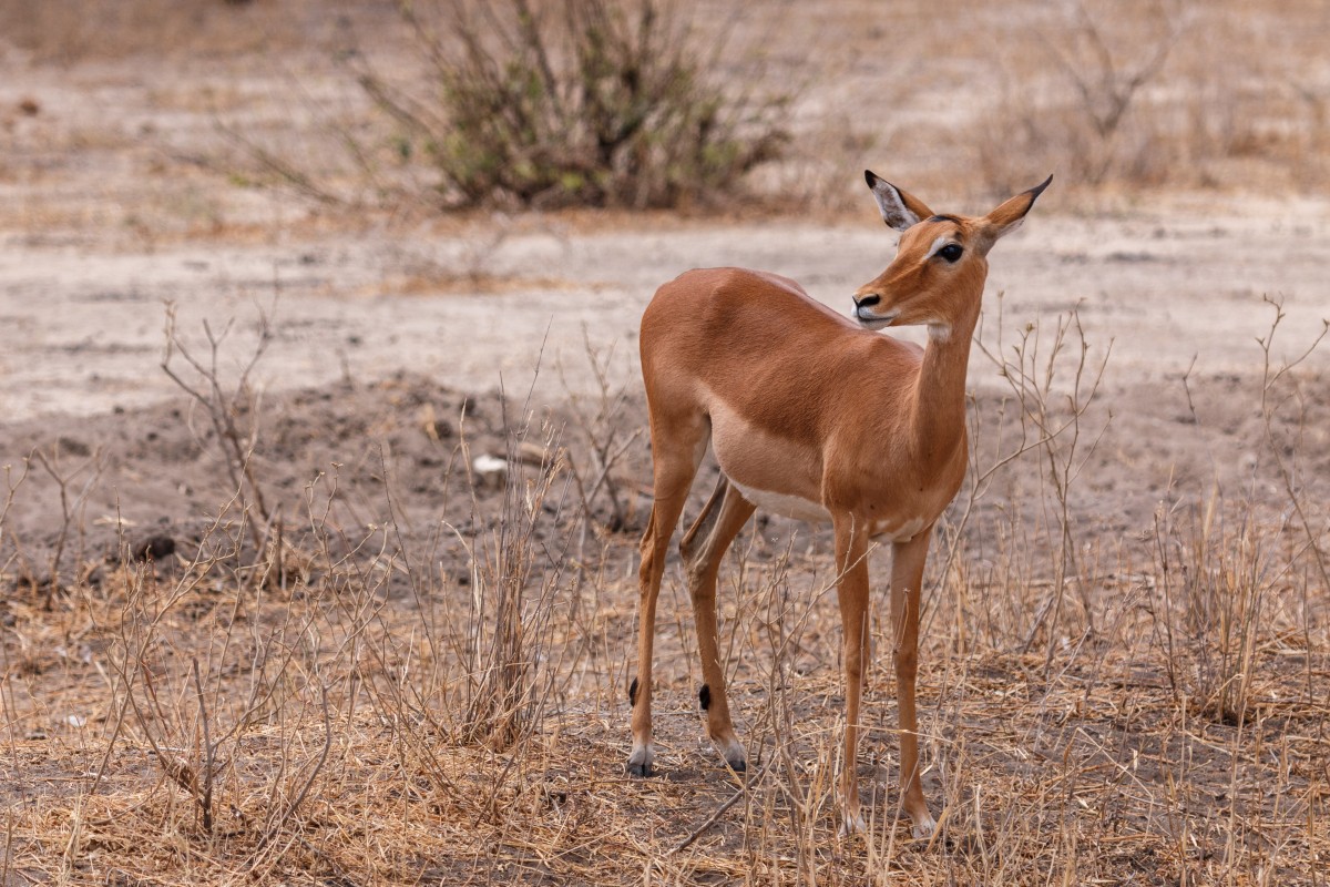 Impalas im Tarangire National Park