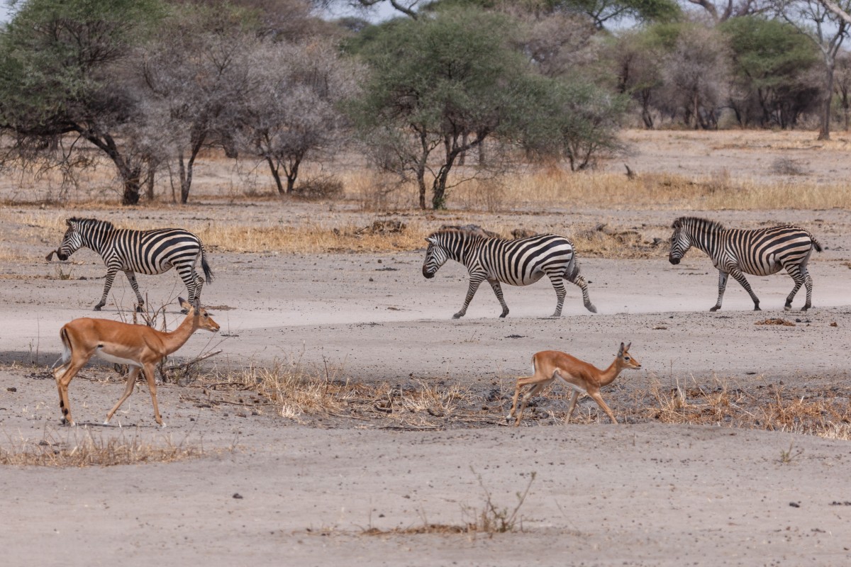 Zebras im Tarangire National Park