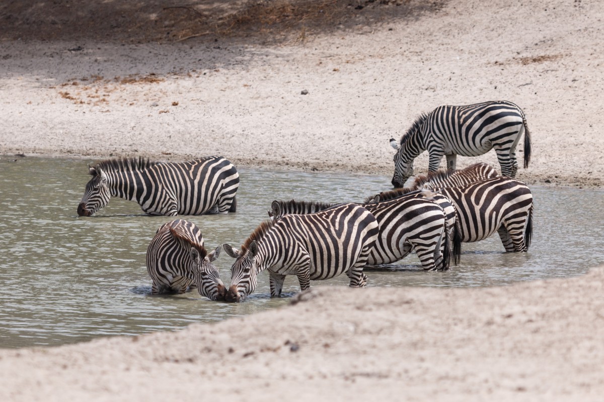 Zebras im Tarangire National Park