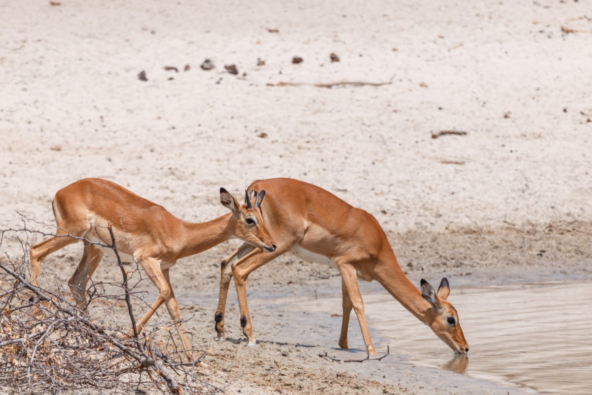 Impalas im Tarangire National Park