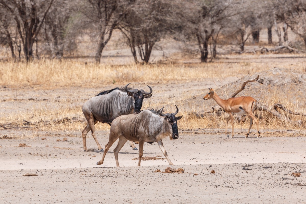 Gnus im Tarangire National Park