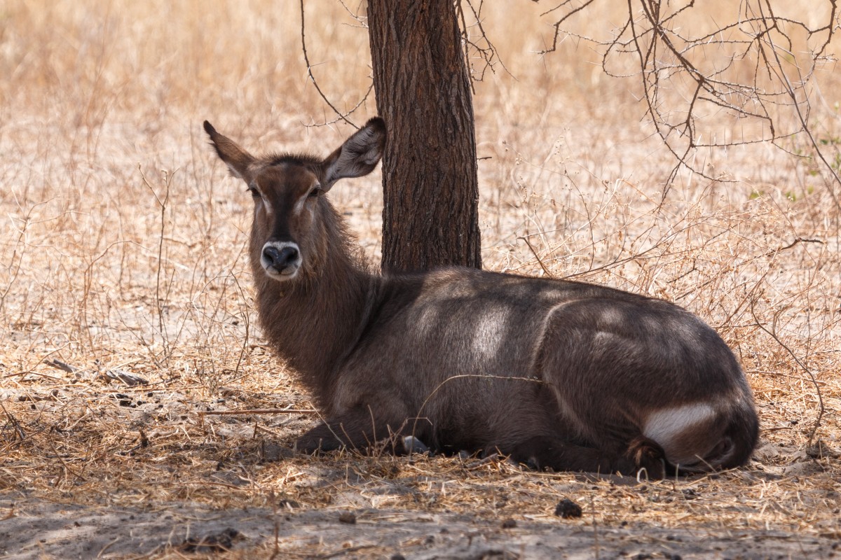 Kongoni-Kuhantilope im Tarangire National Park