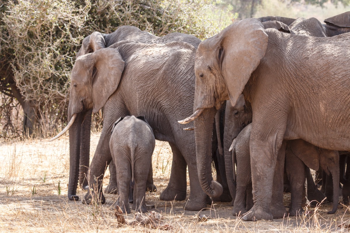 Elefanten im Tarangire National Park