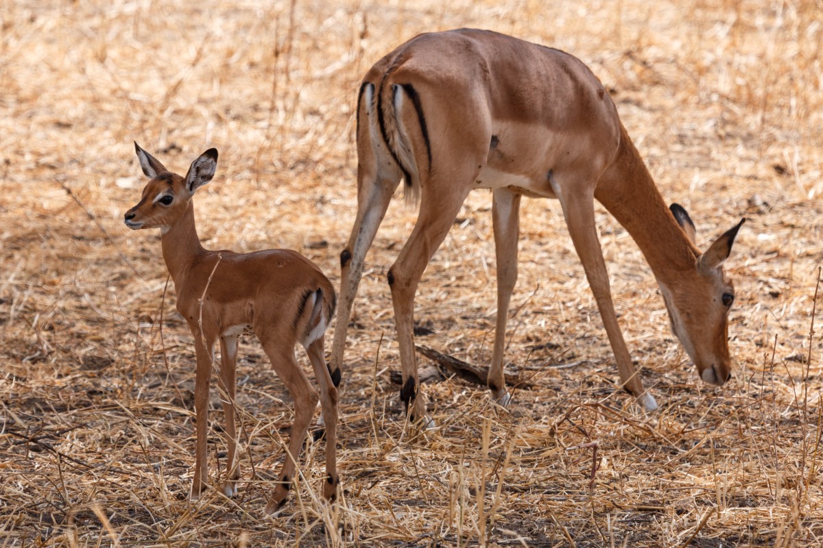 Impalas im Tarangire National Park