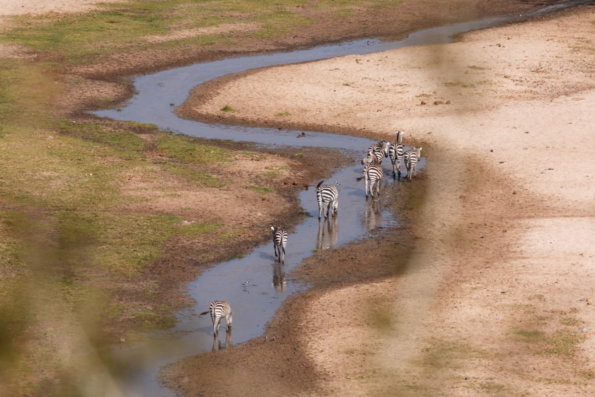 Zebras im Tarangire National Park