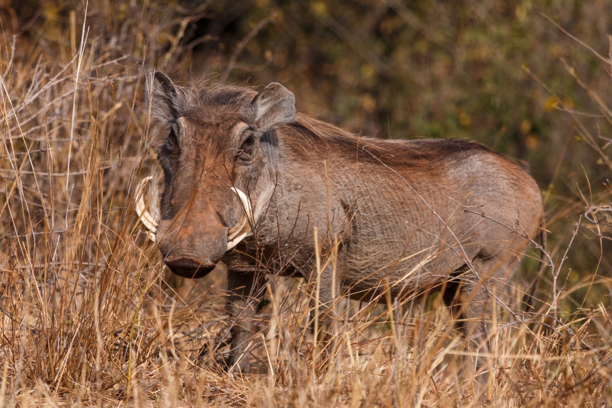 Warzenschwein im Tarangire National Park