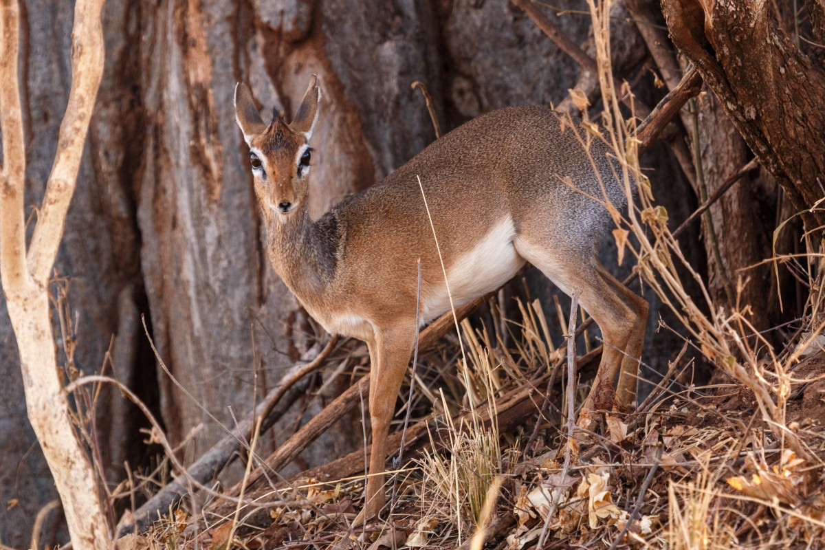 Kirk-Dikdik im Tarangire National Park