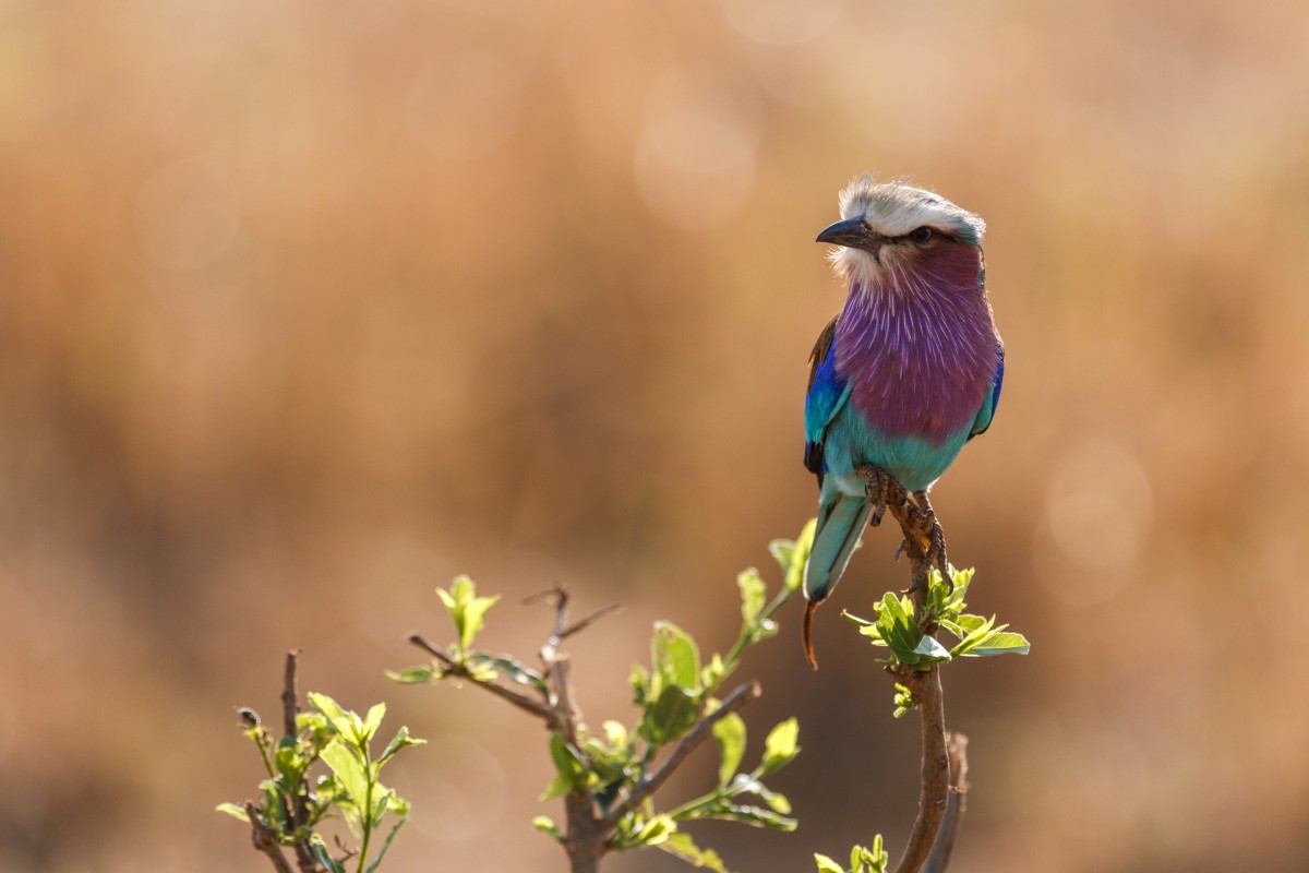 Vogel im Tarangire National Park