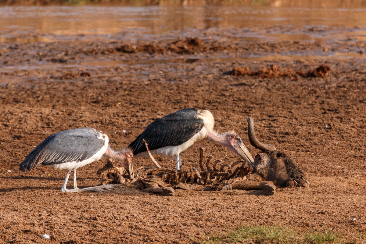 Vögel im Tarangire National Park