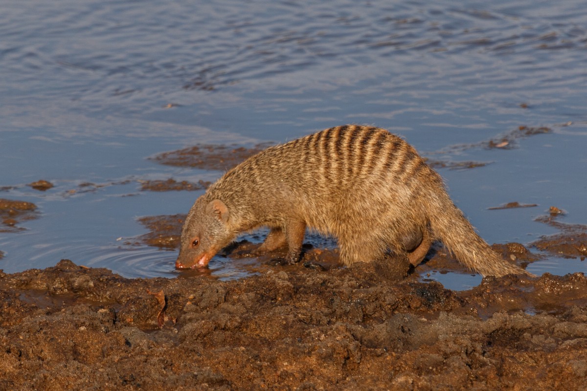 Zebramanguste im Tarangire National Park