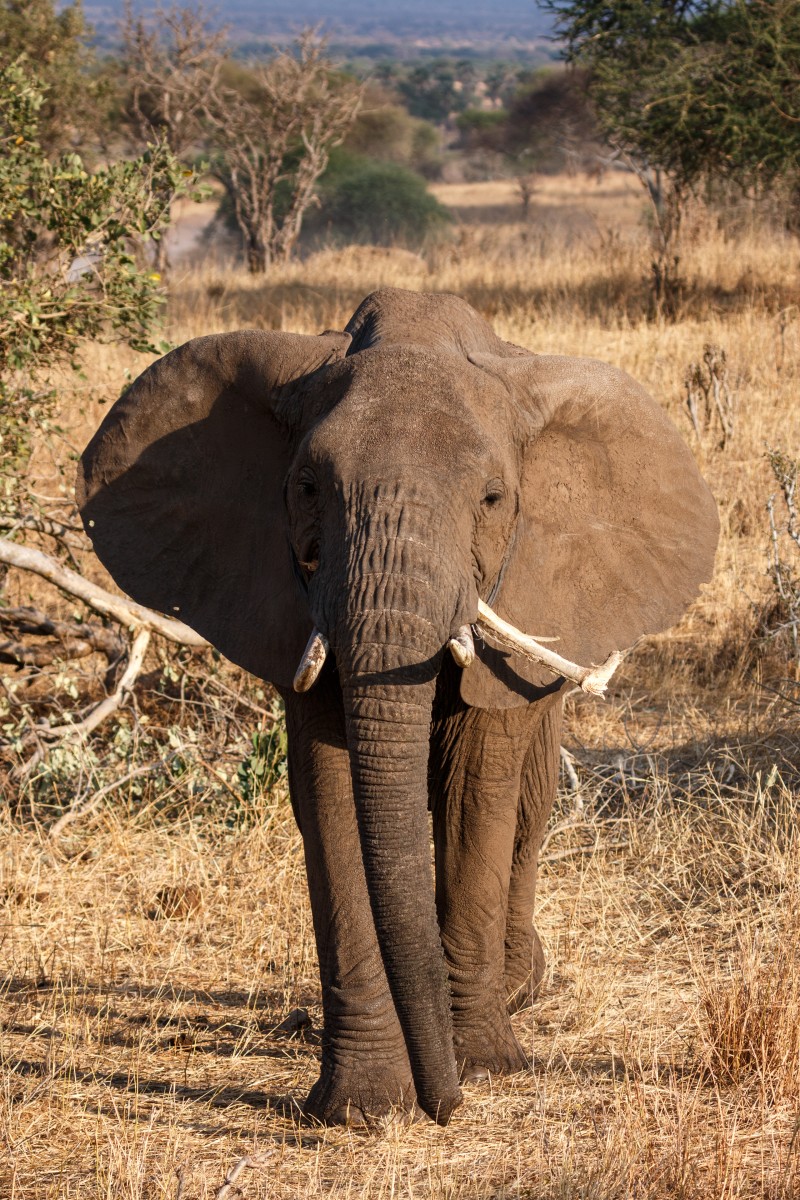 Elefanten im Tarangire National Park