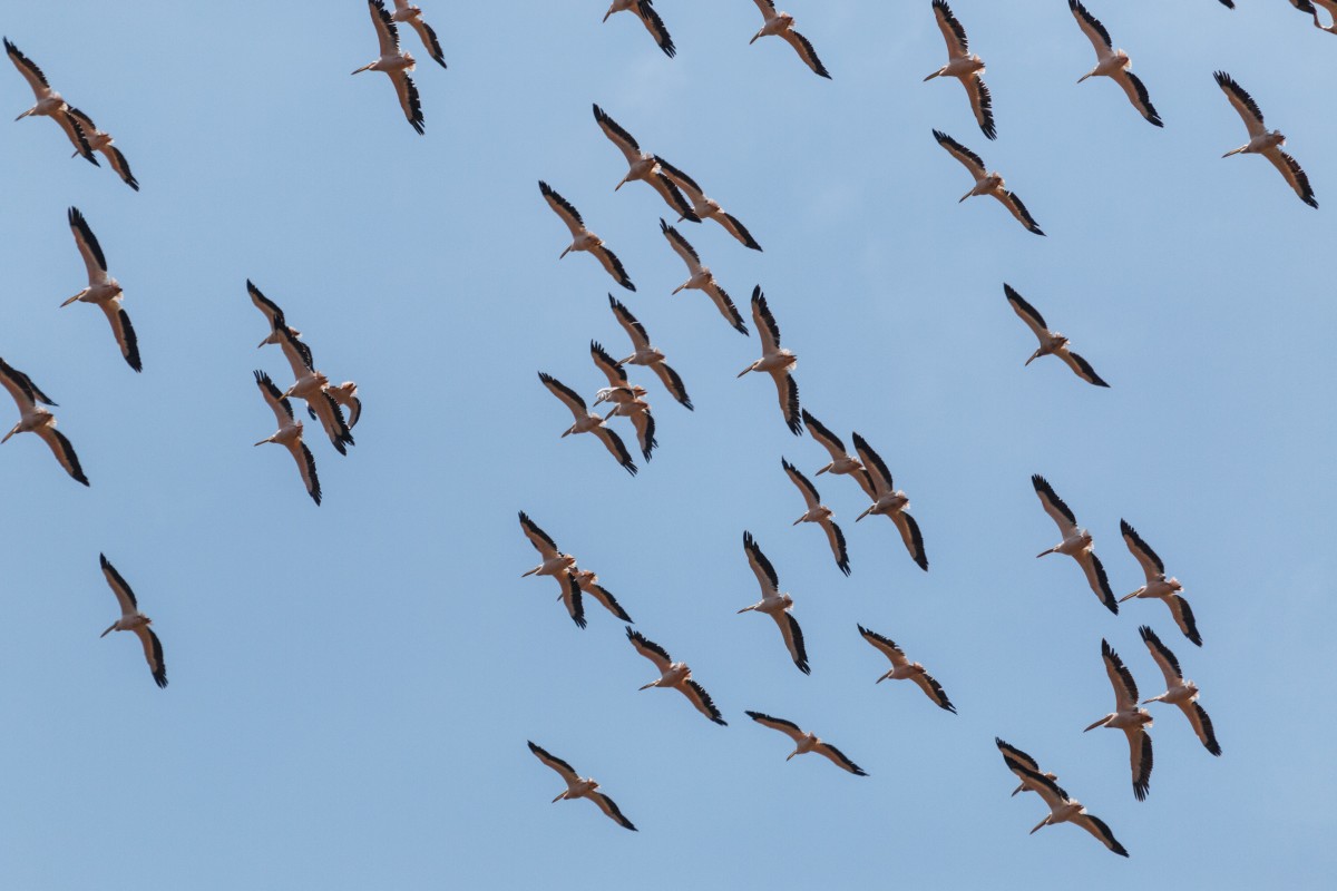 Vögel im Lake Manyara National Park