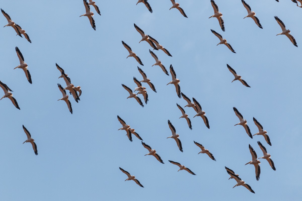 Vögel im Lake Manyara National Park