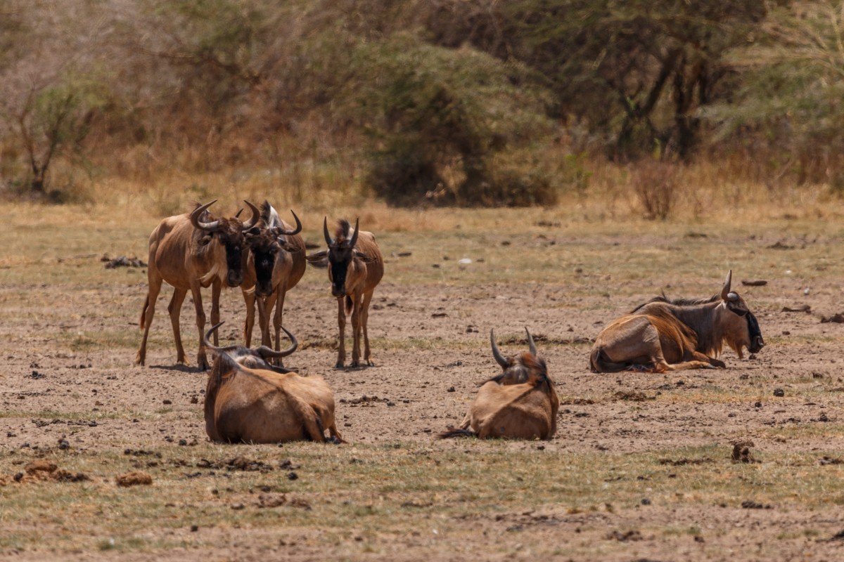 Gnus im Lake Manyara National Park