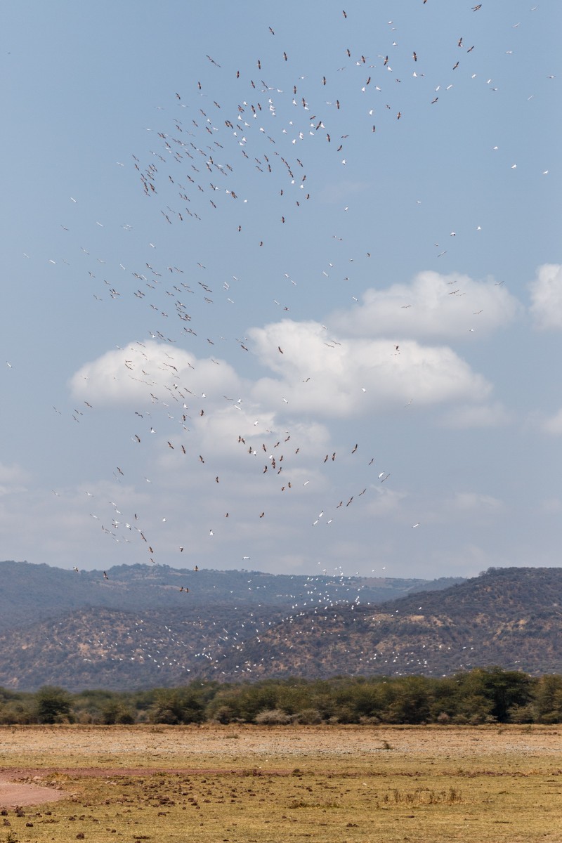 Vögel im Lake Manyara National Park