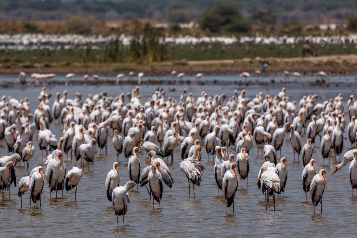 Vögel im Lake Manyara National Park