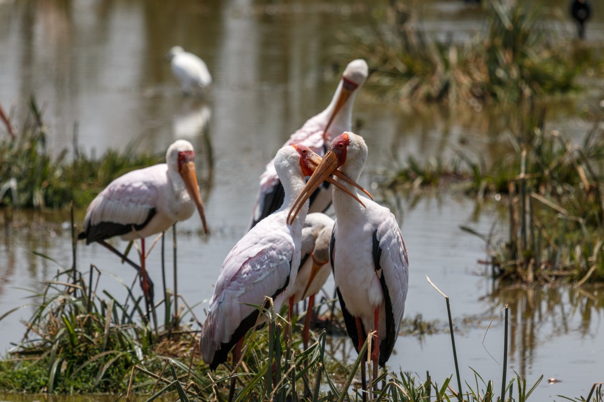 Vögel im Lake Manyara National Park