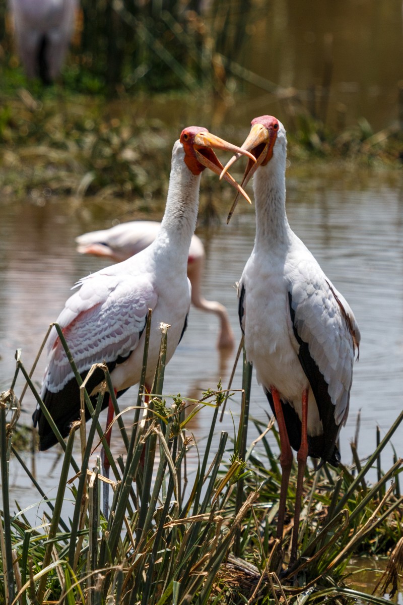 Vögel im Lake Manyara National Park