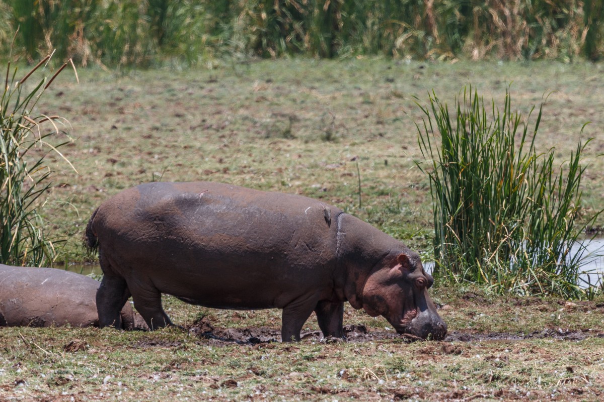Nilpferd im Lake Manyara National Park