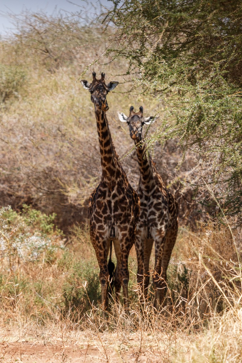 Giraffen im Lake Manyara National Park