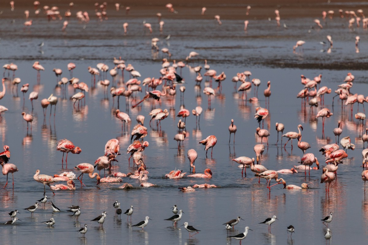 Vögel im Lake Manyara National Park