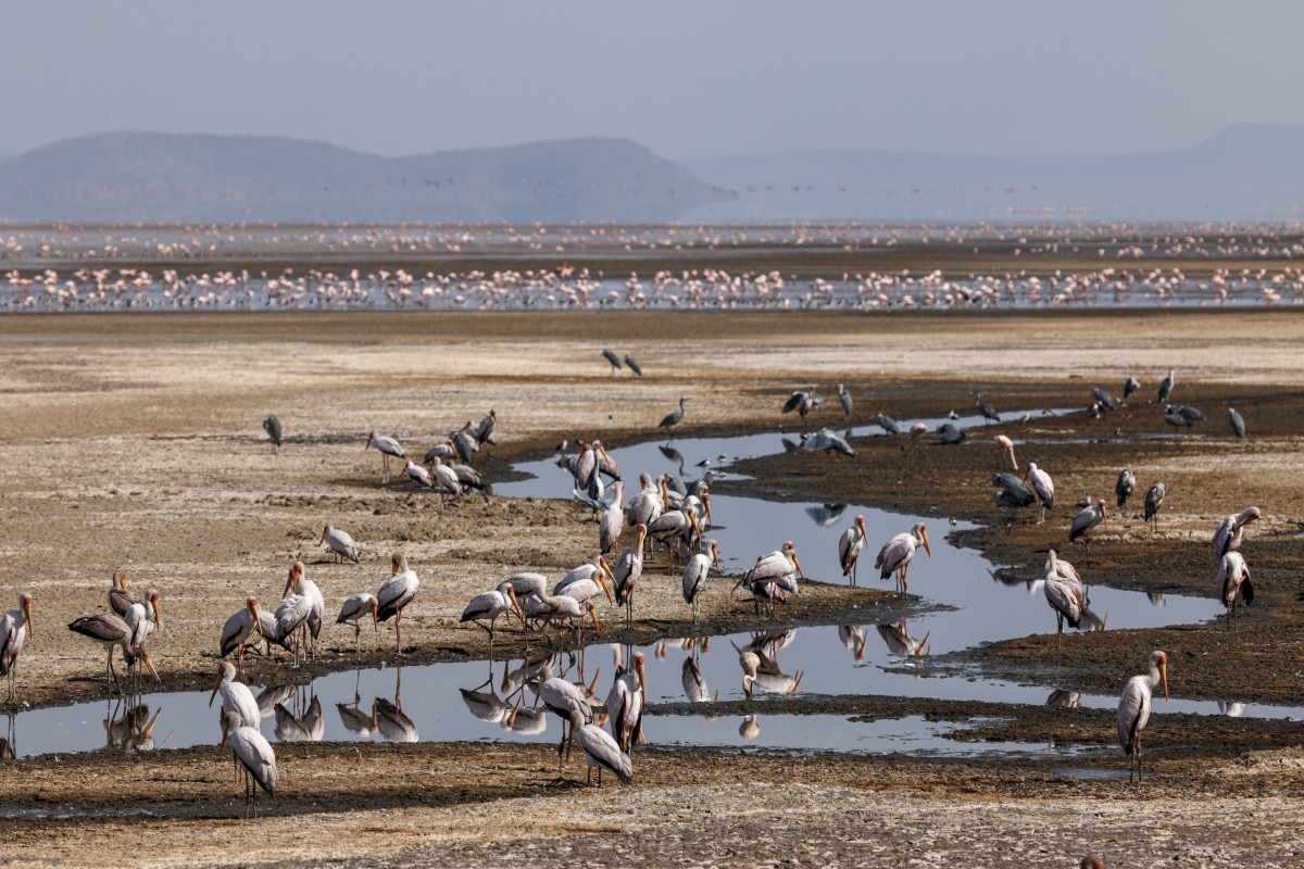 Vögel im Lake Manyara National Park