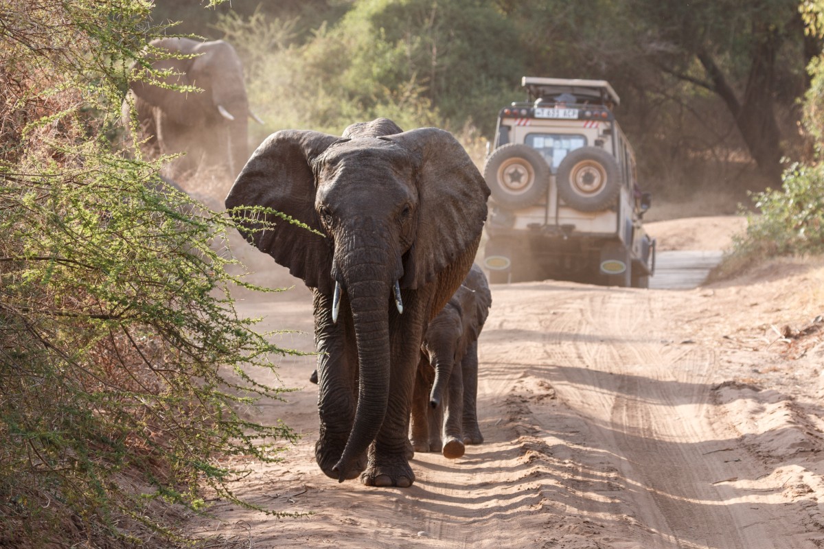 Elefanten im Lake Manyara National Park