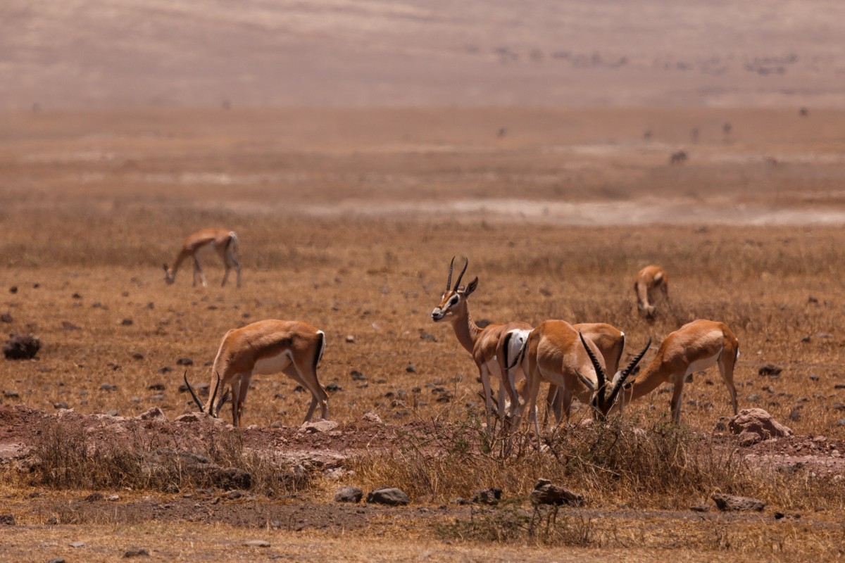 Gazellen im Ngorongoro-Krater