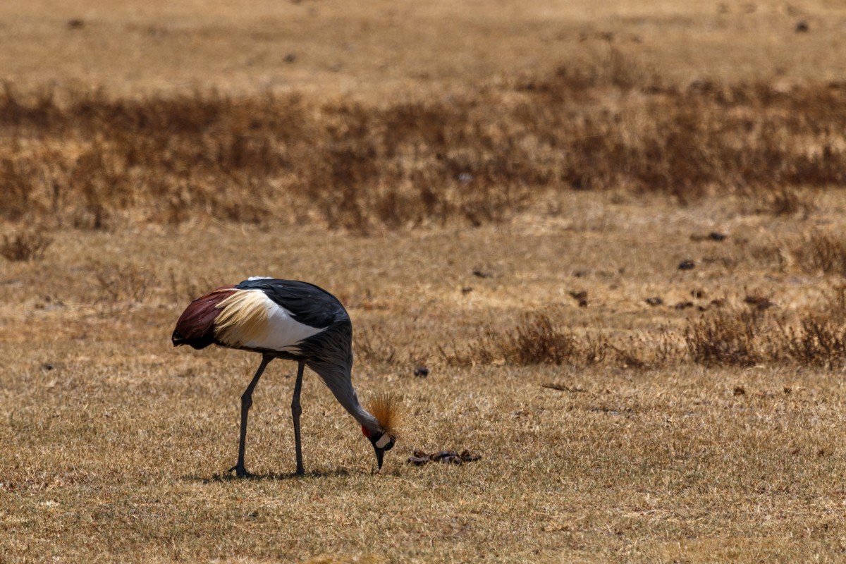 Vogel im Ngorongoro-Krater