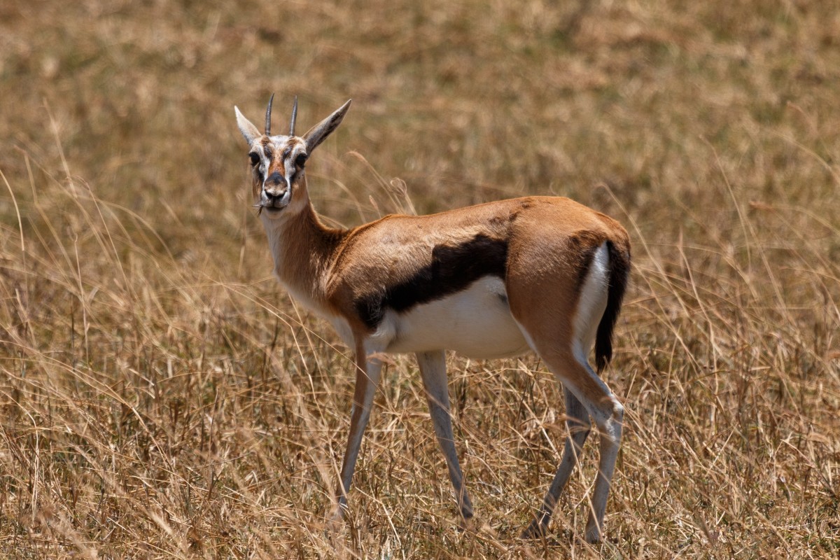 Gazellen im Ngorongoro-Krater