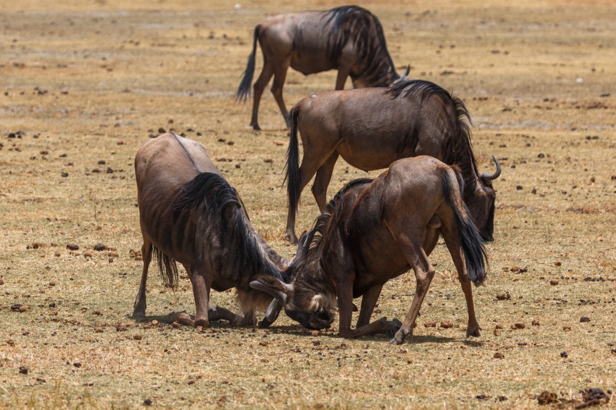 Kämpfende Gnus im Ngorongoro-Krater