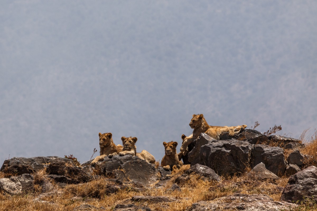 Löwen im Ngorongoro-Krater
