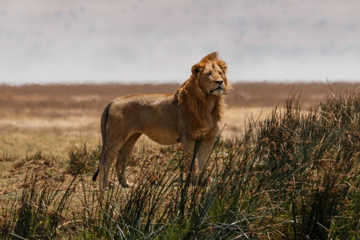 Löwe im Ngorongoro-Krater