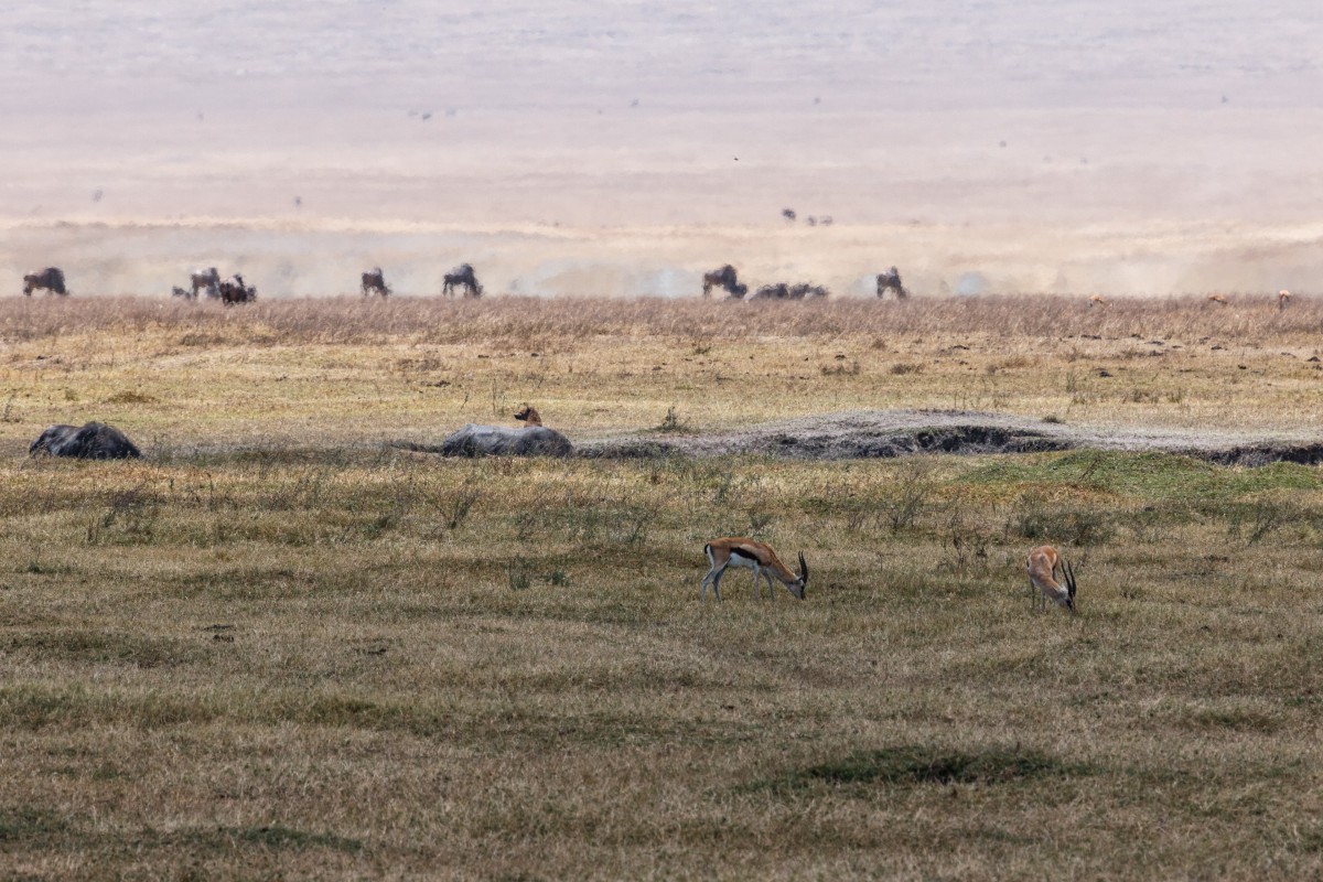 Hyäne wartet auf Gazellen im Ngorongoro-Krater