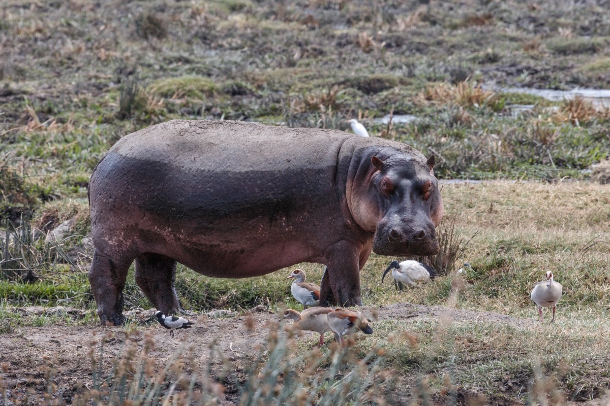 Nilpferde im Ngorongoro-Krater