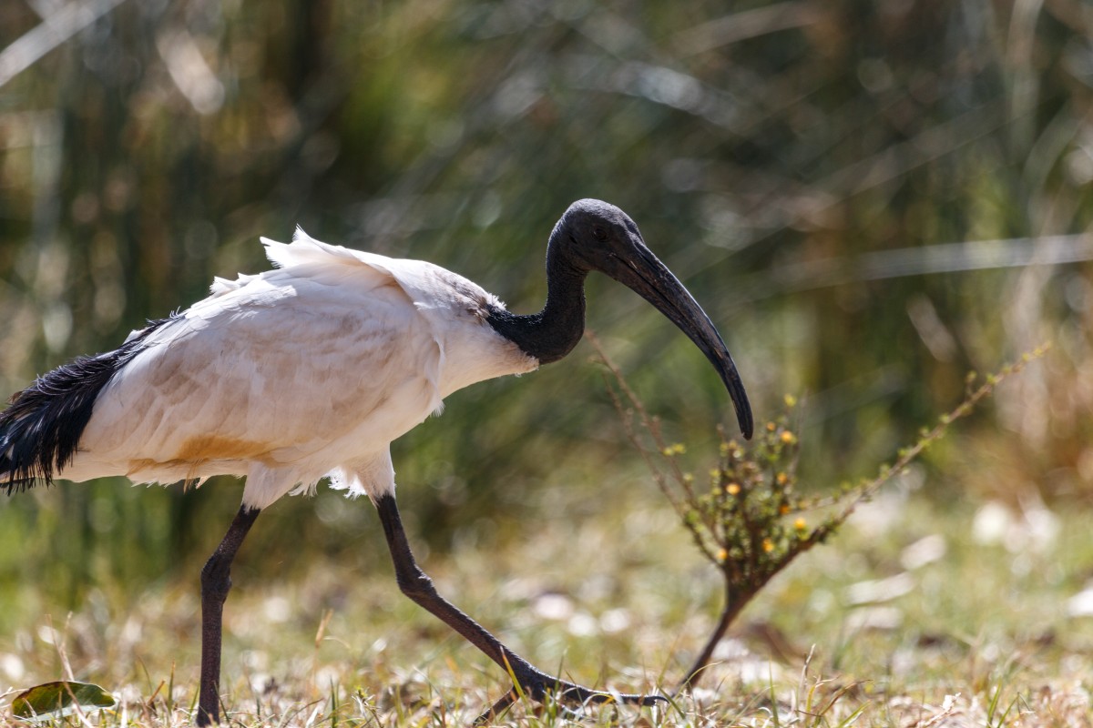 Vogel im Ngorongoro-Krater