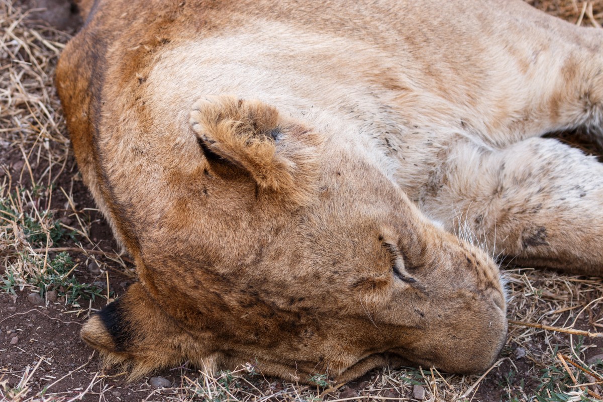Schlafende Löwin im Ngorongoro-Krater