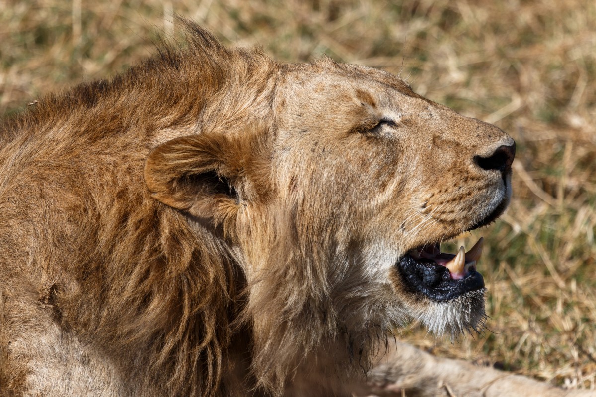 Löwe im Ngorongoro-Krater