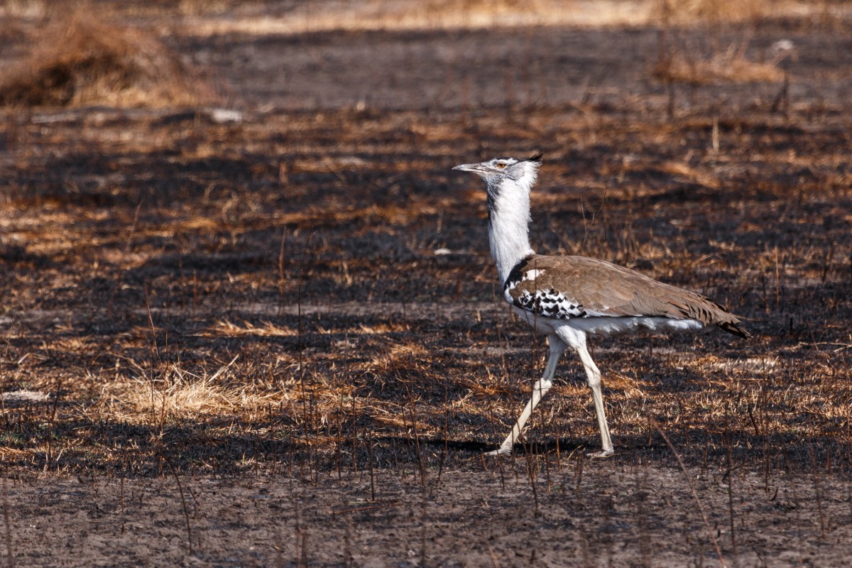 Vogel im Ngorongoro-Krater